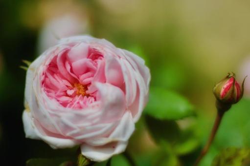 ピンクの薔薇 ピンクの薔薇の写真