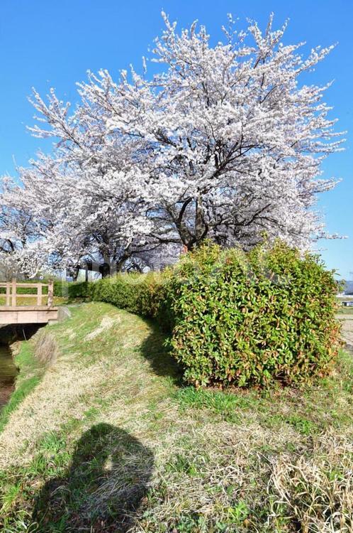 桜並木 桜,さくら,サクラの写真素材