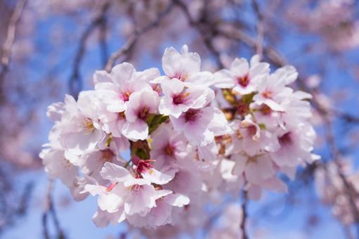春陽の安曇野 ソメイヨシノの古木に咲く桜 春陽の安曇野 ソメイヨシノの古木に咲く桜の写真