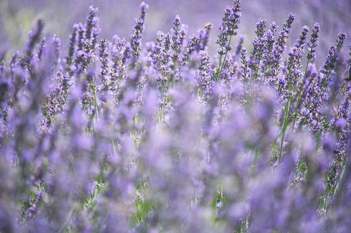 Lavender fields at Oishi Park, Lake Kawaguchi, JPG