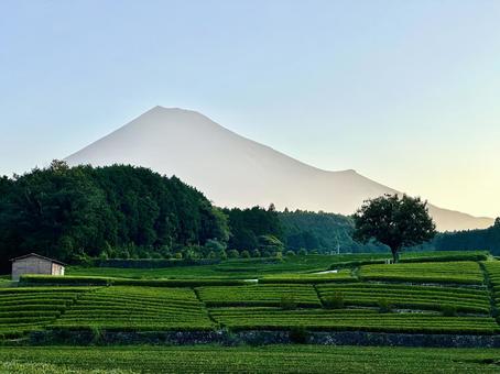 夏の茶畑と朝の富士山 夏の茶畑と朝の富士山 富士山,茶畑,お茶の写真素材