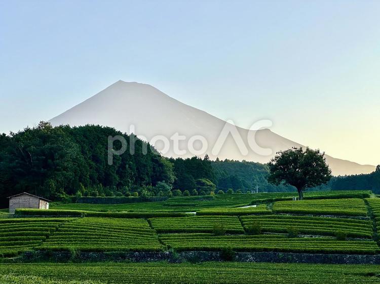 夏の茶畑と朝の富士山 富士山,茶畑,お茶の写真素材