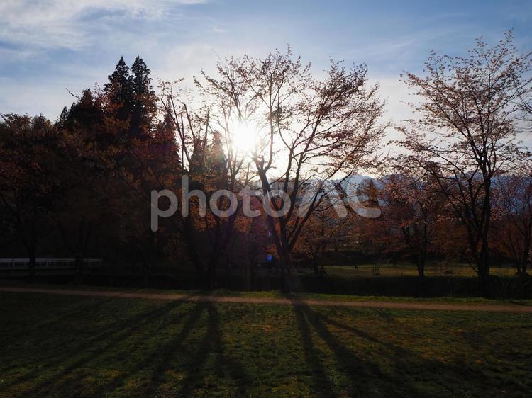桜と夕日 桜,さくら,サクラの写真素材