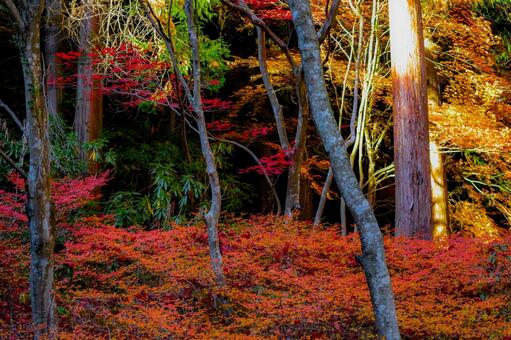 秋の小部屋 秋,紅葉,もみじの写真素材