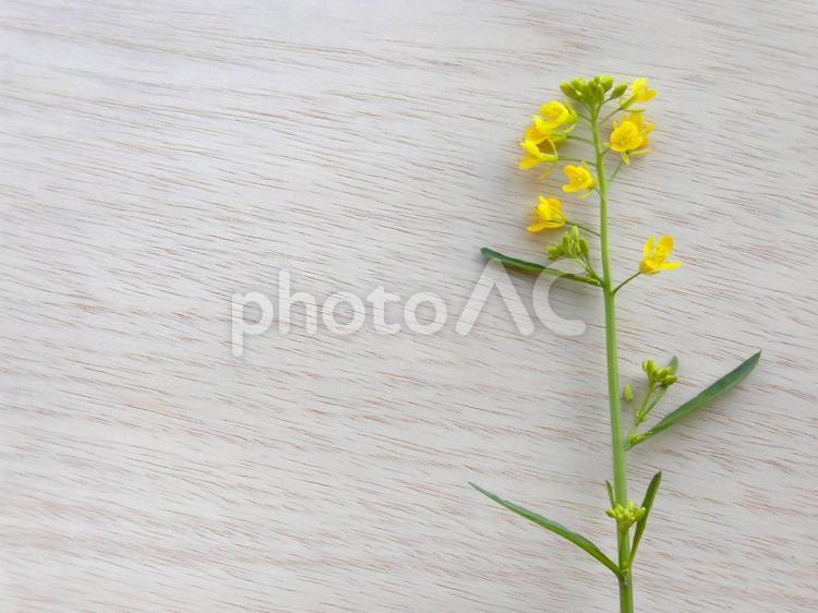 菜の花と木目調④ 菜の花,草花,コピースペースの写真素材