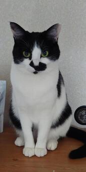 ハチワレ妹猫 猫,cat,カワイイの写真素材