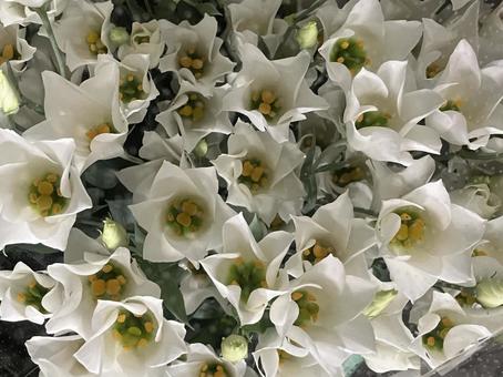 花（トルコキキョウ） 花,アップ,植物の写真素材