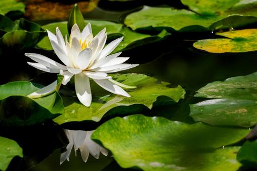 Water Lily (76), JPG