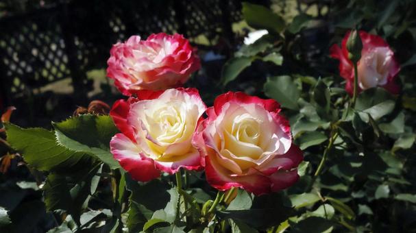 ばらの花(ダブル・ディライト) ばらの花(ダブル・ディライト)の写真