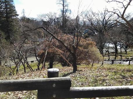 井の頭公園 井の頭公園の写真