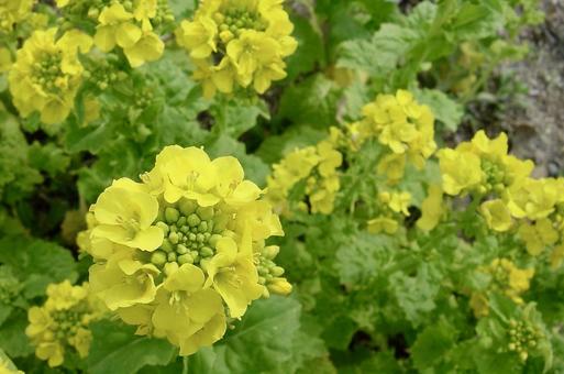 ナノハナ ナノハナ 菜の花,春,1月の写真素材