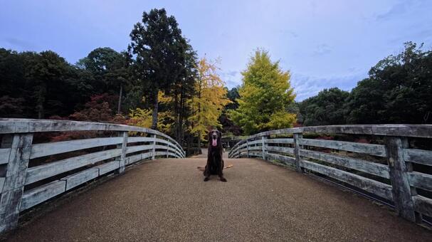 秋色の公園でパチリ 犬,大型犬,レトリーバーの写真素材