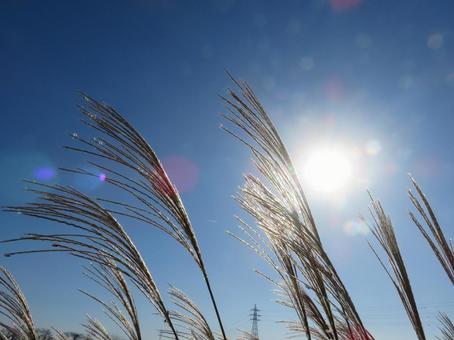 Photo, susuki, sun, sunlight, 