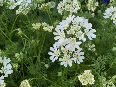 オルラヤの白い花 オルラヤ,白花,５月の写真素材