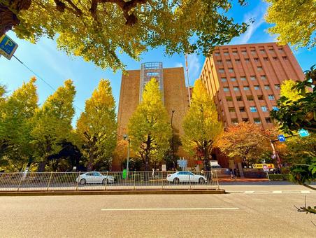 ストリートとイチョウの木々と青空 青空,空,ブルースカイの写真素材
