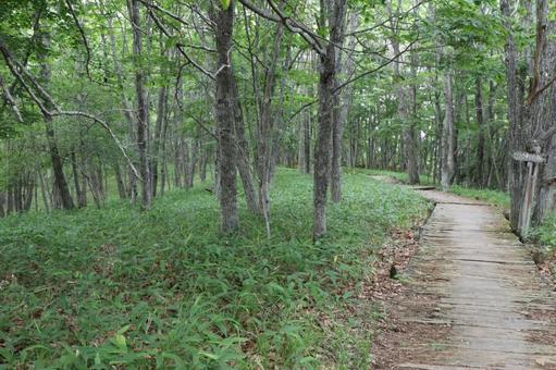 釧路湿原遊歩道 釧路湿原遊歩道の写真