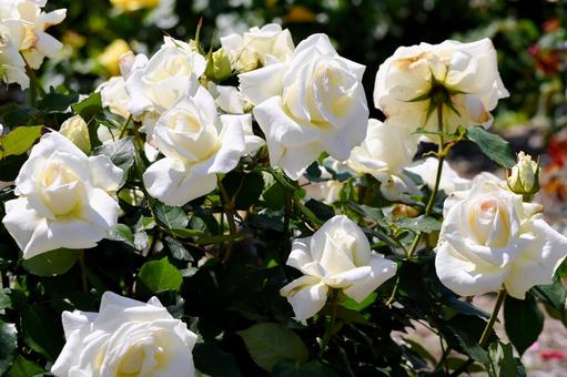 薔薇 マダムサチ 薔薇 マダムサチ 薔薇,マダムサチ,白の写真素材