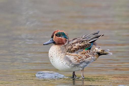 エクリプスのコガモ雄 コガモ,小鴨,エクリプスの写真素材