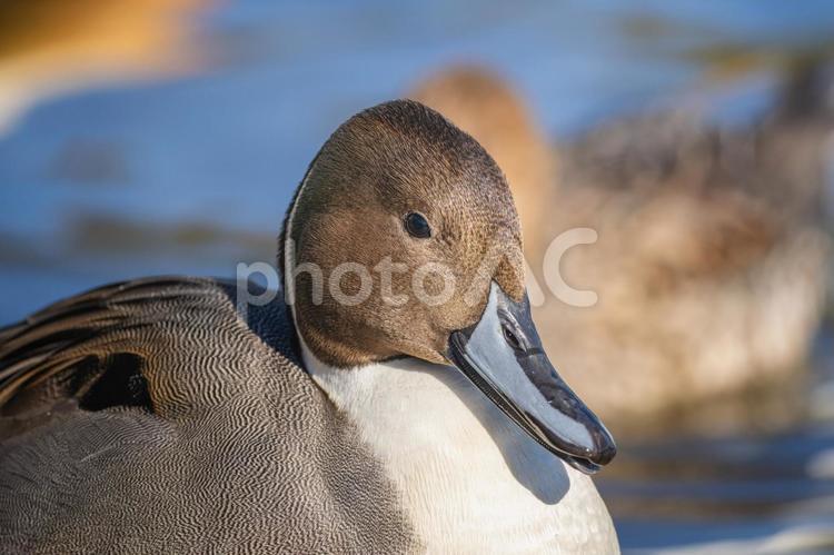 オナガガモのオスのアップ オナガガモ,カモ,鴨の写真素材
