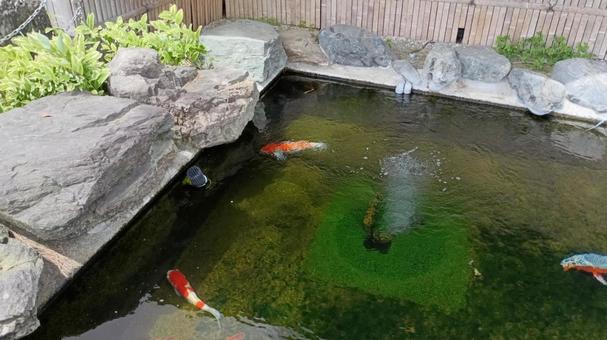 泳ぐ宝石錦鯉 泳ぐ宝石錦鯉 鯉,錦鯉,泳ぐの写真素材
