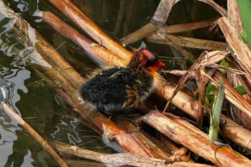 アメリカオオバンの赤ちゃん アメリカオオバンの赤ちゃん 自然,アメリカオオバンの雛,鳥の雛の写真素材