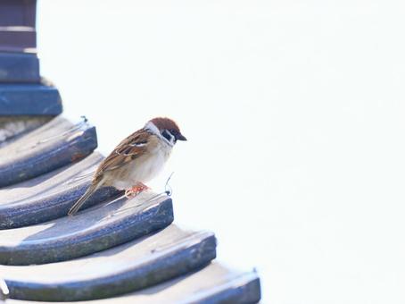 白背景早朝瓦屋根の上でしょんぼり雀一羽 白背景早朝瓦屋根の上でしょんぼり雀一羽 雀,スズメ,一羽の写真素材