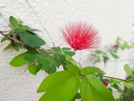 四季咲きネムノキ(丸葉ヒネム) 四季咲きネムノキ(丸葉ヒネム)の写真