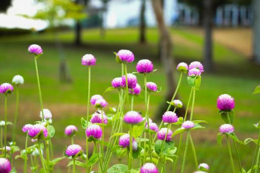 センニチコウ 寄せ植え,小花,風景の写真素材