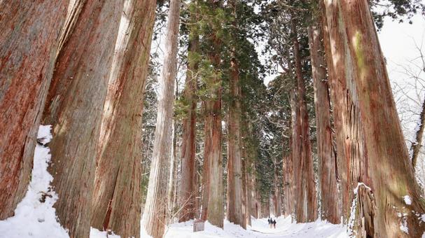 冬の戸隠 戸隠神社,戸隠の冬,戸隠杉並木の写真素材