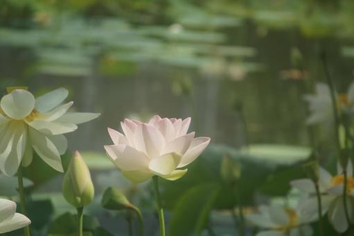 蓮 蓮 蓮,夏,自然の写真素材