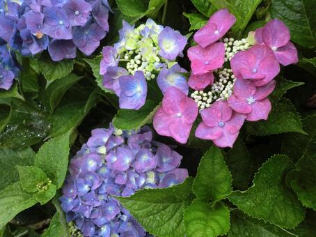 植物_青と紫の紫陽花のつぼみ(あじさい) 植物_青と紫の紫陽花のつぼみ(あじさい)の写真