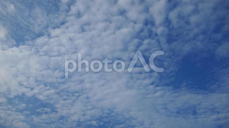 夏の早朝の空に現れたうろこ雲 空,雲,うろこ雲の写真素材