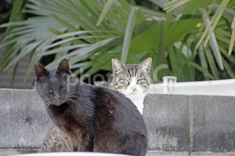 車の屋根の上でくつろぐ猫たち 猫,地域猫,catの写真素材
