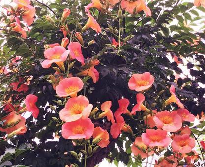 オレンジのお花 オレンジのお花の写真