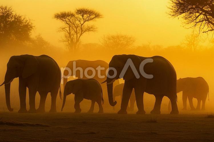 夕暮れのサバンナを歩くゾウたち ゾウ,群れ,夕焼けの写真素材