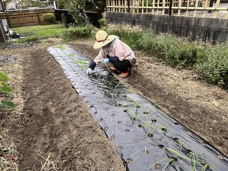 玉ねぎの苗植え 玉ねぎ,苗,植えるの写真素材