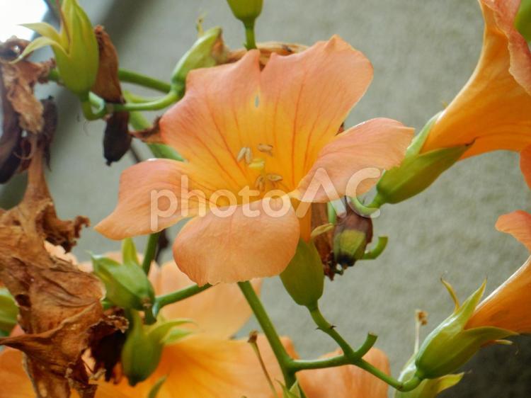 【花の写真】ノウゼンカズラ（凌霄花） ノウゼンカズラ,凌霄花,自然の写真素材