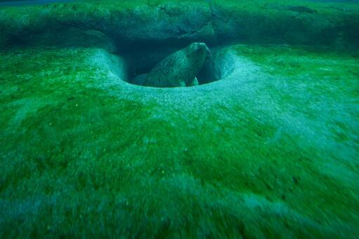 アザラシ アザラシ,海獣,動物の写真素材