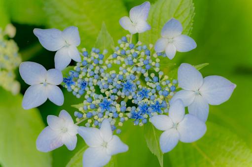 Hydrangea(63), JPG Hydrangea(63), JPG