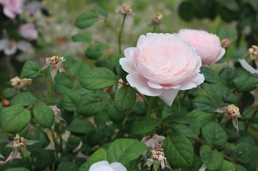 バラ園にてピンクの薔薇を撮影しました バラ園にてピンクの薔薇を撮影しましたの写真