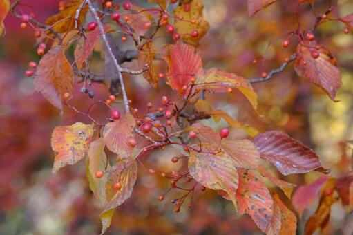 アズキナシ バラ科,秋,実の写真素材