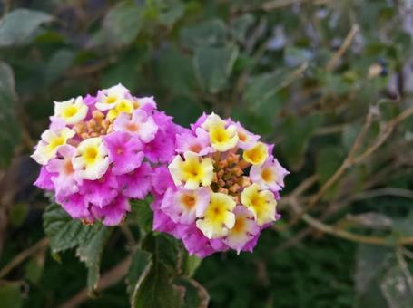 ランタナのカラフルな花 ランタナのカラフルな花の写真