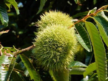 【植物写真】イガグリ(毬栗) 【植物写真】イガグリ(毬栗)の写真