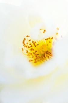 白い花 白い花の写真