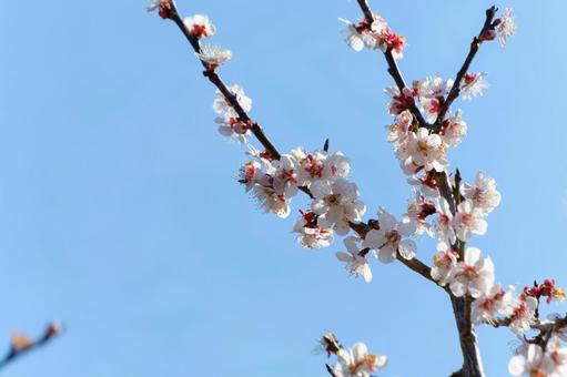 青空に映える白梅の花 青空に映える白梅の花の写真