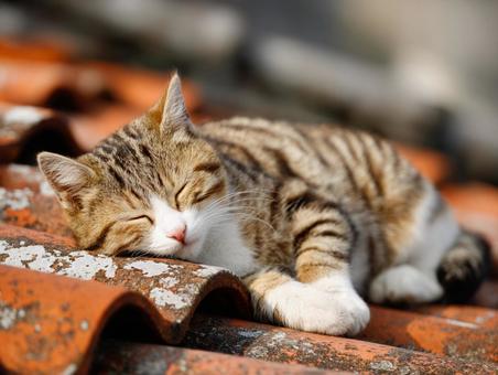 屋根の上で眠る猫 屋根の上で眠る猫の写真