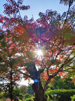 木々からの木漏れ日 木々からの木漏れ日の写真