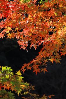 紅葉 錦 縦画面-1 紅葉 錦 縦画面-1の写真