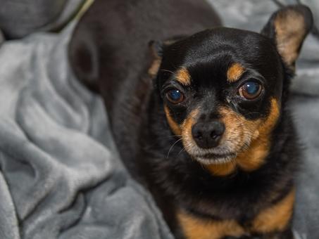 こちらを見つめる犬(チワワ・ミニピン) こちらを見つめる犬(チワワ・ミニピン) 犬,わんこ,ペットの写真素材