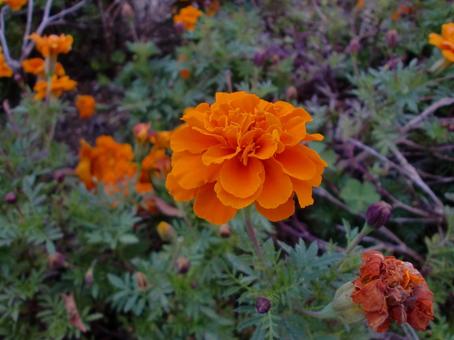 オレンジ色のマリーゴールドの花 植物,花,キク科の写真素材